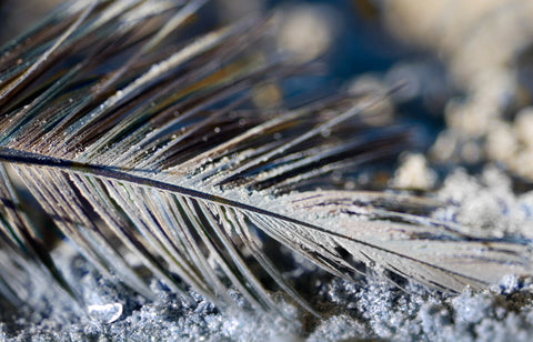 Beach Feather